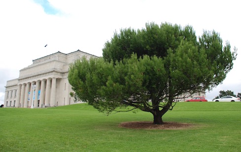 The lone Gallipoli pine