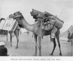 Camel laden with equipment