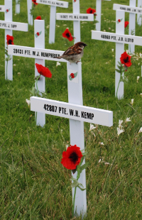 A sparrow perches on top of one of the crosses