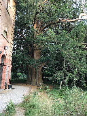 Ancient Yew tree in the St Nicholas churchyard