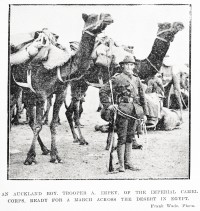 New Zealand soldiers with camels